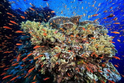Spray
Location :Red Sea Daedalus Reef Egypt
Canon 5dsr
... by Yung Sen Wu 